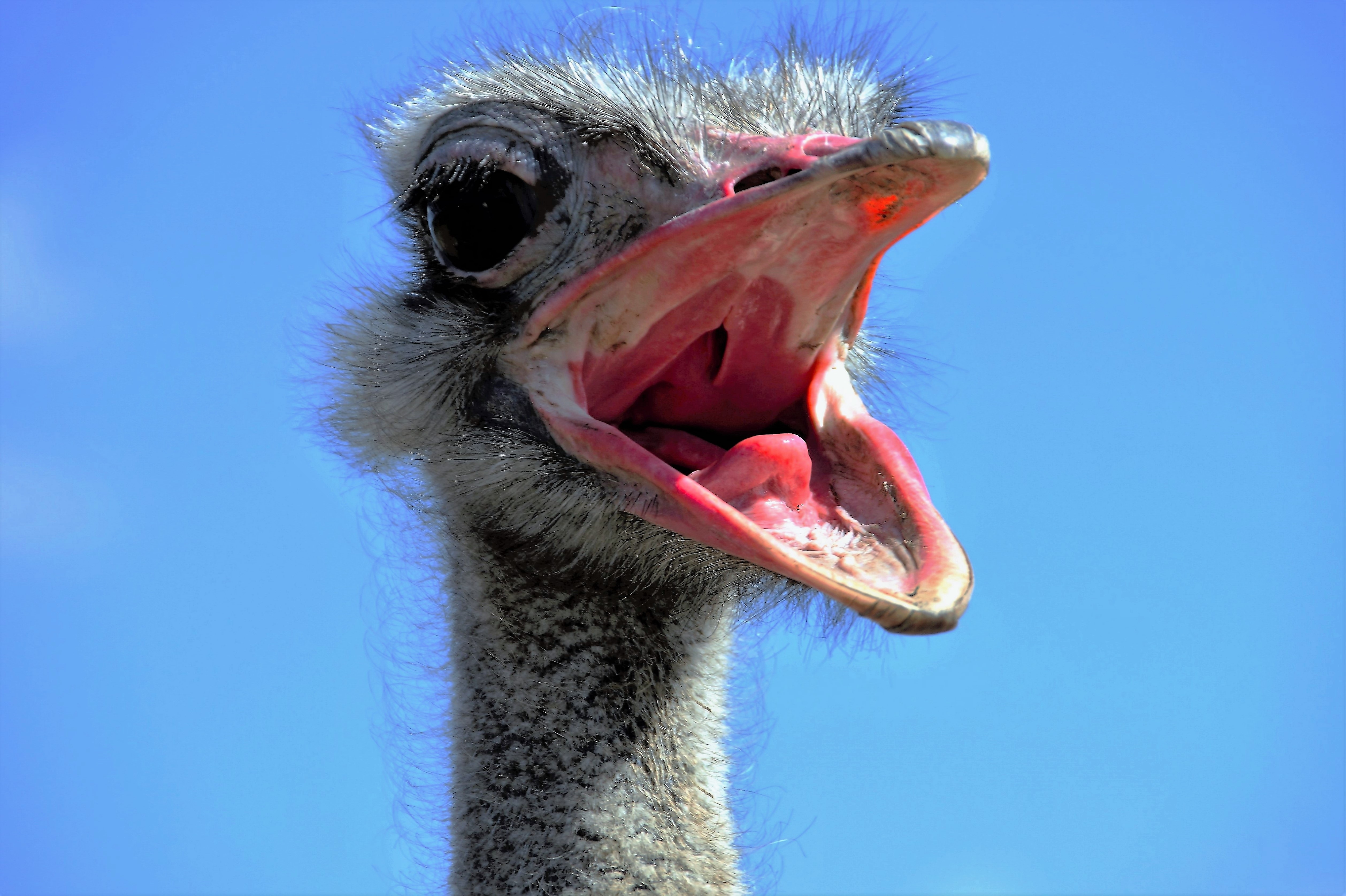 Vogelstrauß – offener Schnabel frontal